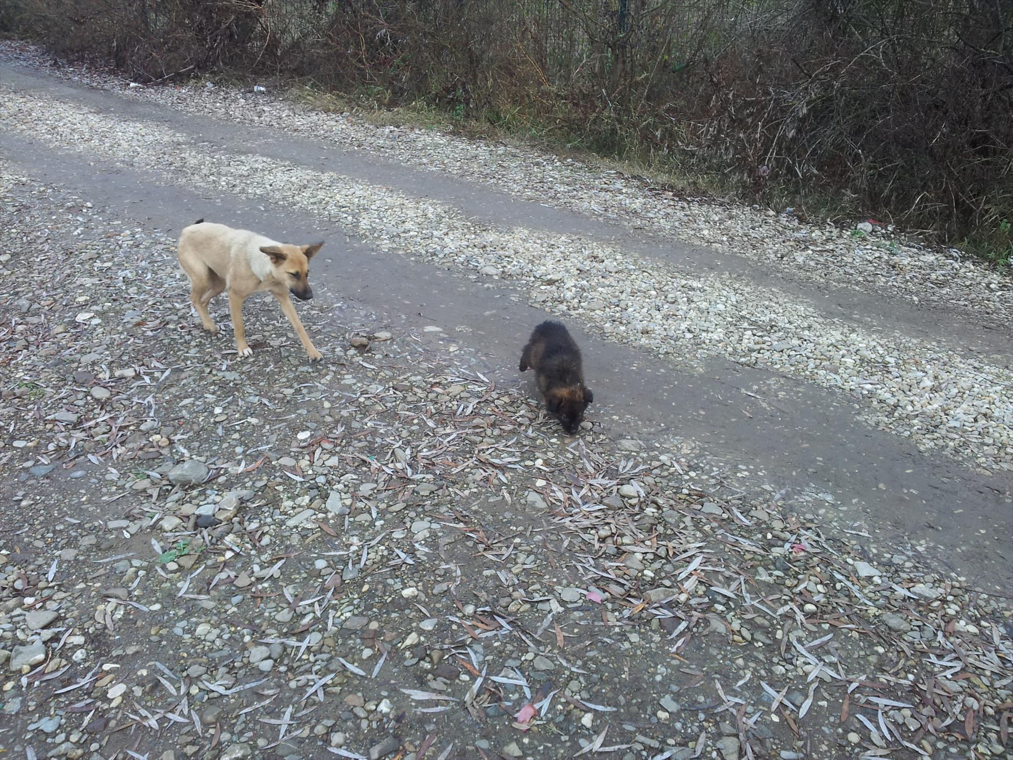 Hermes Peris 14 decembrie 2014 - Unul din cateii lui George Iorga :) (cine stie cunoaste ;))